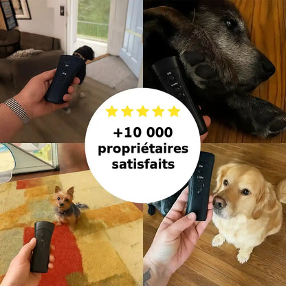 Empêchez Facilement Votre Chien de Tirer Pendant Les Balades