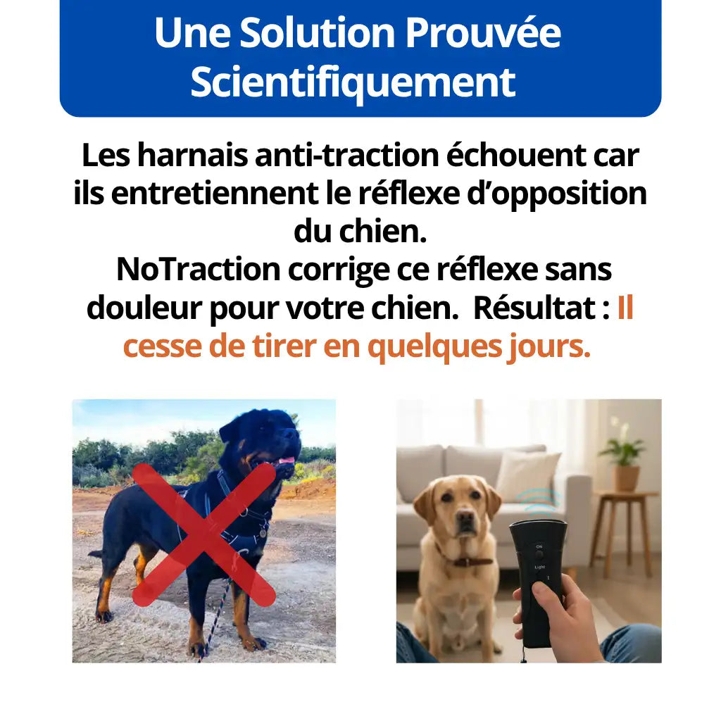 Empêchez Facilement Votre Chien de Tirer Pendant Les Balades